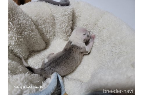 成約済の千葉県のイタリアングレーハウンド(イタグレ)-309013の8枚目