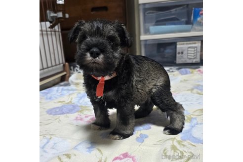 成約済の岡山県のミニチュアシュナウザー-301919の12枚目