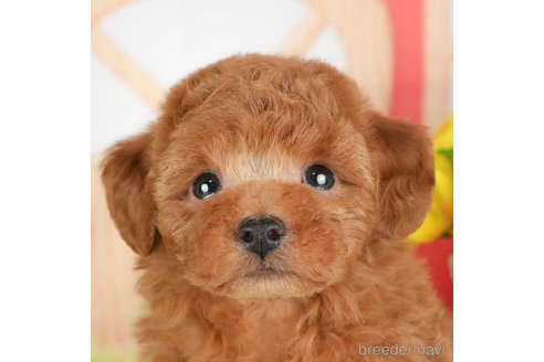 成約済の千葉県のトイプードル-305690の1枚目