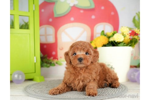 成約済の千葉県のトイプードル-305690の2枚目