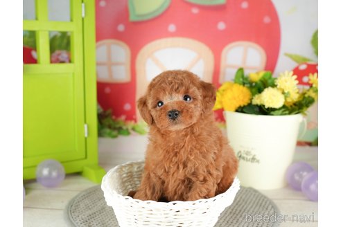 成約済の千葉県のトイプードル-305690の3枚目