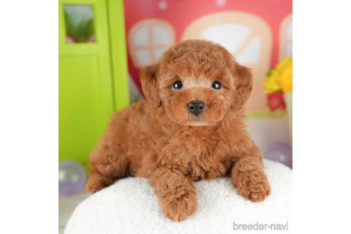 成約済の千葉県のトイプードル-305690の4枚目