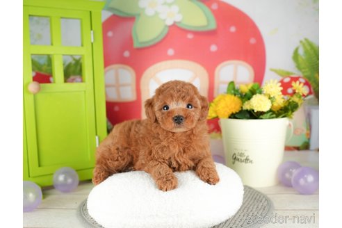 成約済の千葉県のトイプードル-305690の5枚目