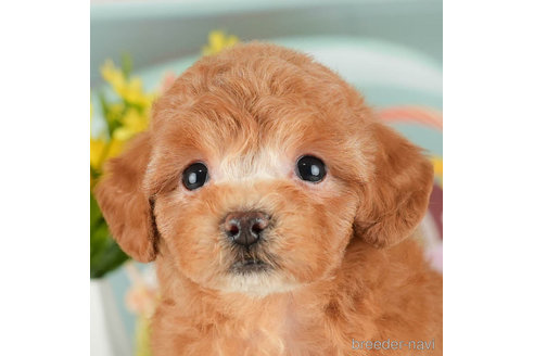 成約済の千葉県のトイプードル-305691の1枚目