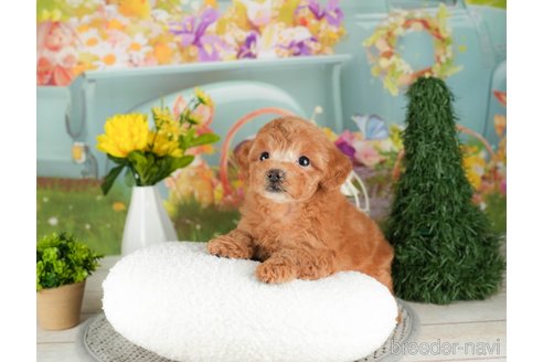 成約済の千葉県のトイプードル-305691の4枚目