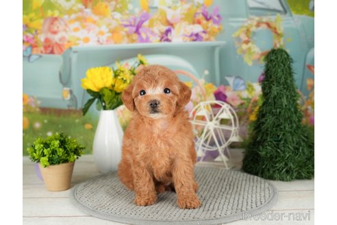 成約済の千葉県のトイプードル-305691の5枚目