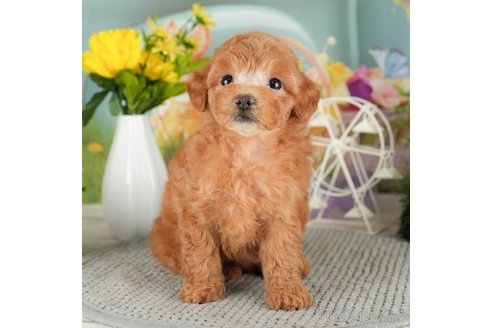 成約済の千葉県のトイプードル-305691の2枚目