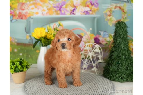 成約済の千葉県のトイプードル-305691の3枚目