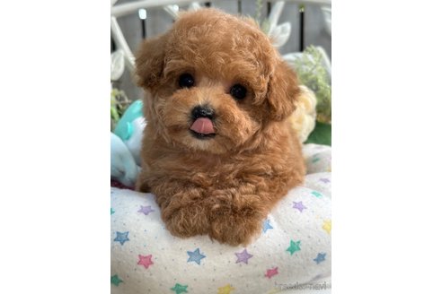成約済の神奈川県のタイニープードル-305696の10枚目