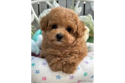 成約済の神奈川県のタイニープードル-305696の12枚目