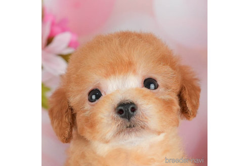 成約済の千葉県のトイプードル-305718の3枚目