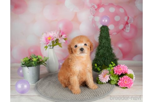 成約済の千葉県のトイプードル-305718の4枚目