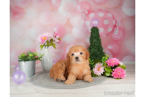 成約済の千葉県のトイプードル-305718の5枚目