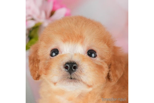 成約済の千葉県のトイプードル-305718の1枚目