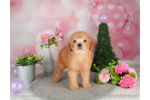 成約済の千葉県のトイプードル-305718の2枚目