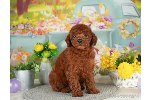 成約済の千葉県のトイプードル-305720の2枚目