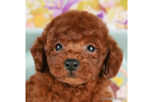 成約済の千葉県のトイプードル-305720の4枚目