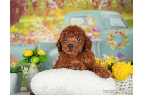 成約済の千葉県のトイプードル-305720の3枚目