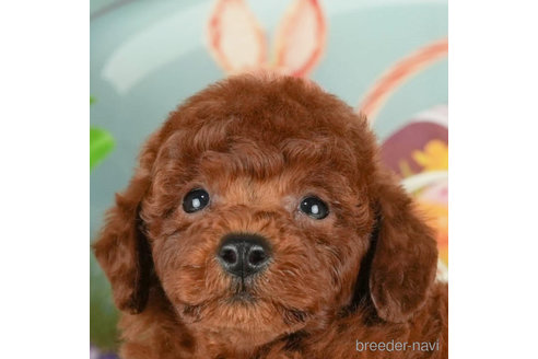 成約済の千葉県のトイプードル-305720の1枚目