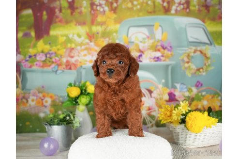 成約済の千葉県のトイプードル-305720の5枚目