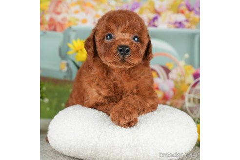 成約済の千葉県のトイプードル-305722の1枚目