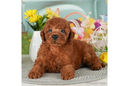 成約済の千葉県のトイプードル-305722の2枚目