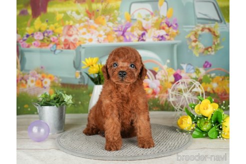 成約済の千葉県のトイプードル-305722の3枚目