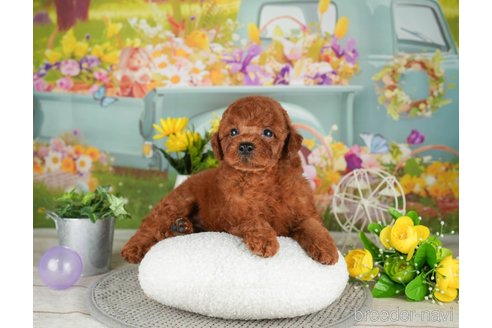 成約済の千葉県のトイプードル-305722の4枚目