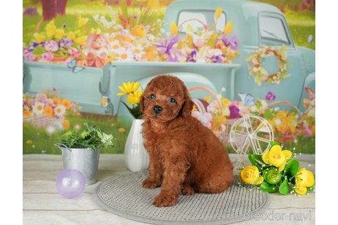 成約済の千葉県のトイプードル-305722の5枚目