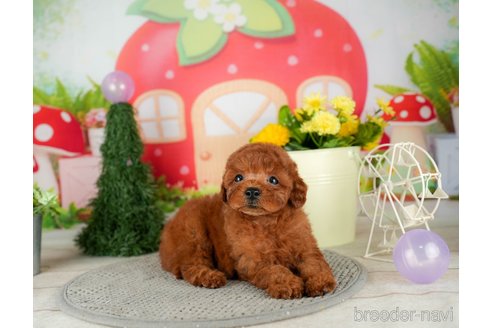 成約済の千葉県のトイプードル-305723の3枚目