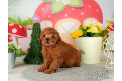 成約済の千葉県のトイプードル-305723の2枚目