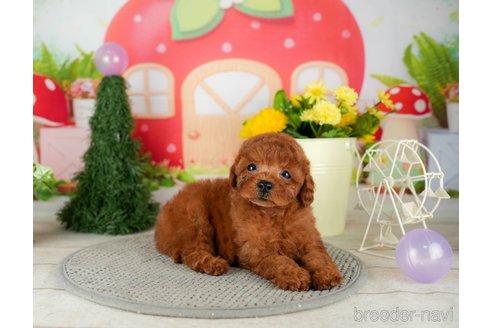 成約済の千葉県のトイプードル-305723の4枚目