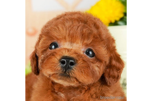 成約済の千葉県のトイプードル-305723の5枚目