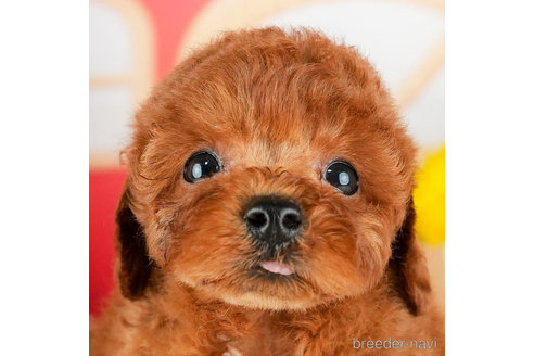 成約済の千葉県のトイプードル-305723