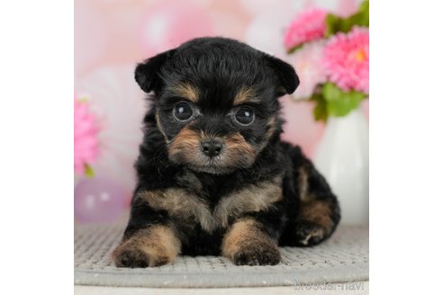 成約済の千葉県のチワプー:チワワ×トイプードル-305725