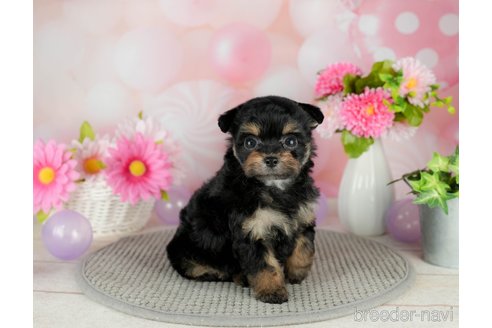 成約済の千葉県のチワプー:チワワ×トイプードル-305725の5枚目