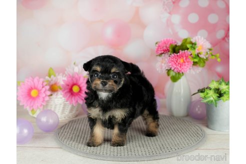 成約済の千葉県のチワプー:チワワ×トイプードル-305725の3枚目