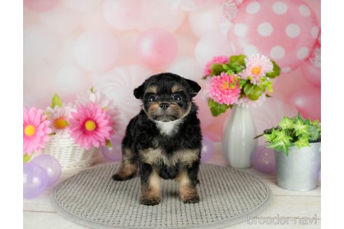 成約済の千葉県のチワプー:チワワ×トイプードル-305725の4枚目