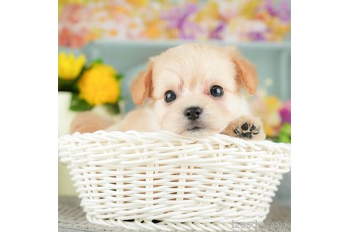 成約済の千葉県のチワプー:チワワ×トイプードル-305726