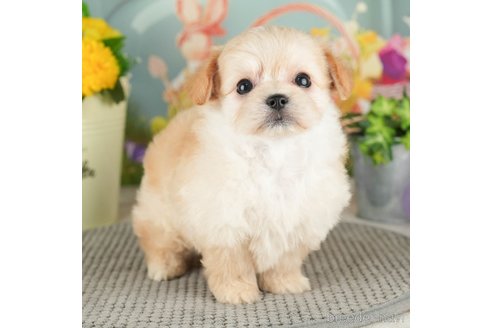 成約済の千葉県のチワプー:チワワ×トイプードル-305726の2枚目