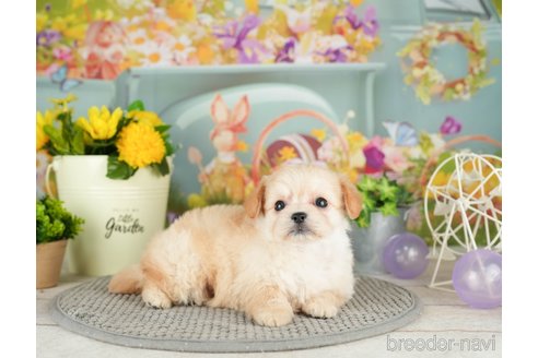 成約済の千葉県のチワプー:チワワ×トイプードル-305726の3枚目