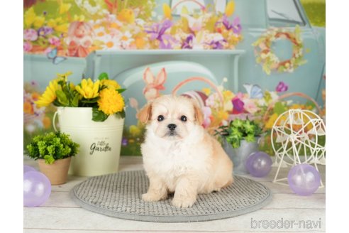 成約済の千葉県のチワプー:チワワ×トイプードル-305726の4枚目