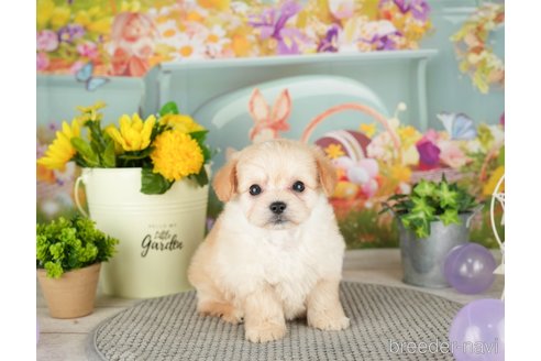 成約済の千葉県のチワプー:チワワ×トイプードル-305726の5枚目