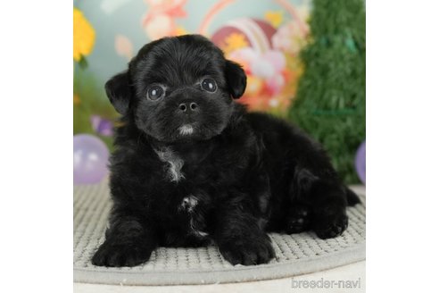 成約済の千葉県のチワプー:チワワ×トイプードル-305728