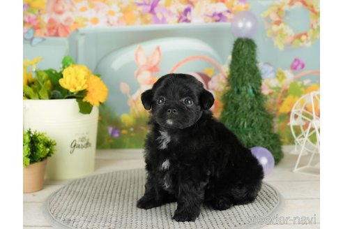 成約済の千葉県のチワプー:チワワ×トイプードル-305728の2枚目