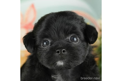 成約済の千葉県のチワプー:チワワ×トイプードル-305728の3枚目