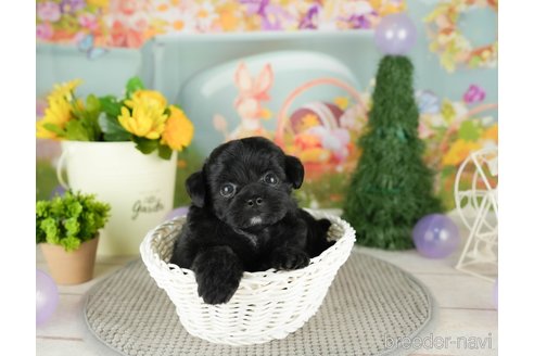 成約済の千葉県のチワプー:チワワ×トイプードル-305728の4枚目