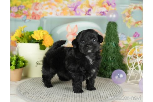 成約済の千葉県のチワプー:チワワ×トイプードル-305728の5枚目