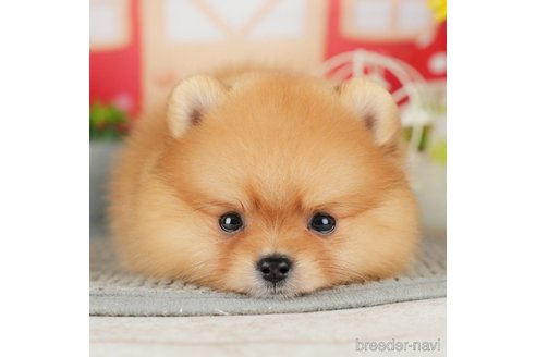 成約済の千葉県のポメラニアン-305730の1枚目