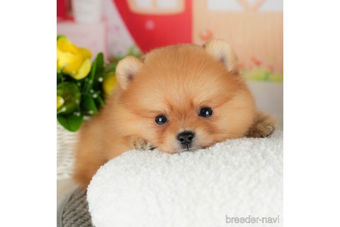 成約済の千葉県のポメラニアン-305730の5枚目